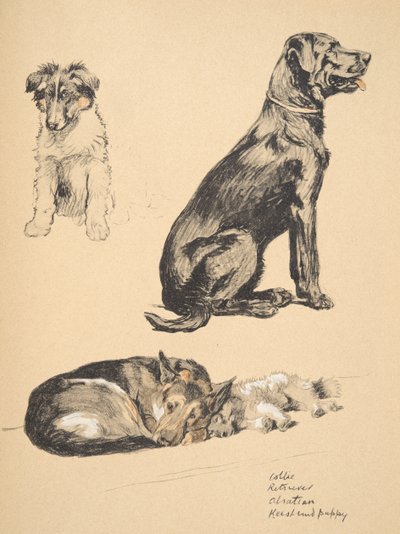 Collie, Retriever, Alstian e cucciolo di Keeshund, 1930, illustrazioni dal suo Sketch Book usato per 